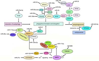 The Role of microRNAs and Long Non-Coding RNAs in the Regulation of the Immune Response to Mycobacterium tuberculosis Infection